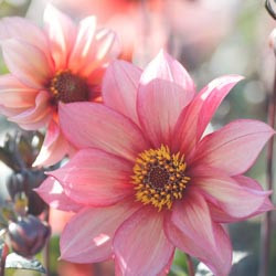 Dahlias, Dahlia Types, dahlia Varieties, Cactus Dahlias, Semi Cactus Dahlias, Decorative Dahlias, Pompon Dahlias, Ball Dahlias, Anemone Dahlias, Collarette Dahlias, Mignon Dahlias, Single Dahlias, Peony Dahlias, Orchid Dahlias, Waterlily Dahlias